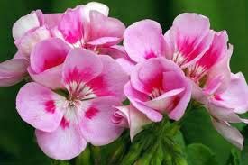 Geranium Oil