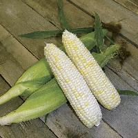 White Maize