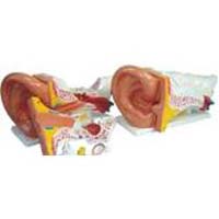 Human Ear Model