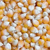 Yellow Corn - Animal Feed