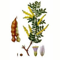 Acacia Catechu Extract