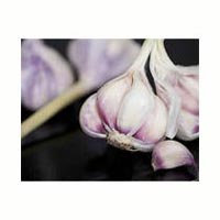 Allium Sativum Extract