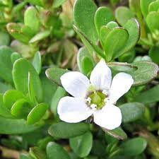 Bacopa Monnieri Extract