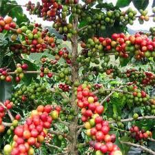 Coffee Arabica Extract