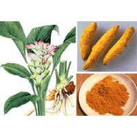 Curcuma Longa Extract