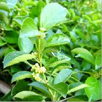 Gymnema Sylvestre Extract