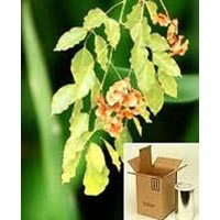 Pterocarpus Marsupium Extract