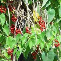 Tinospora Cordifolia Extract