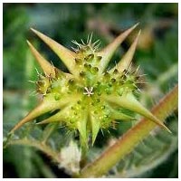 Tribulus Terrestris Extract