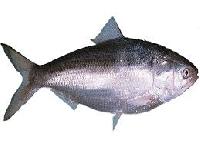 Hilsa Fish