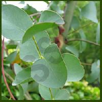 Eucalyptus Oil