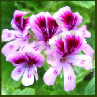 Geranium Oil