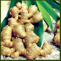 Ginger Oil