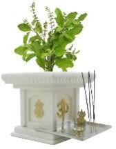 Tulsi Pot