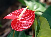 Anthurium Flower