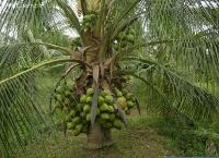 Coconut Plants