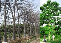 Adansonia Trees