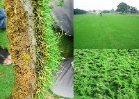 Korean & Bermuda Grass
