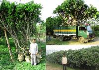 Plumeria Trees