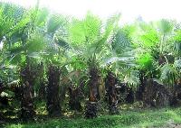 Washingtonia Palms