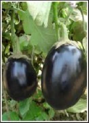 Brinjal (Hybrid) Products