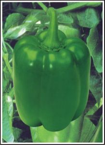 Hybrid Capsicum Seed