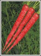 Hybrid Carrot Seed