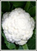 Super Selection Cauliflower Seed