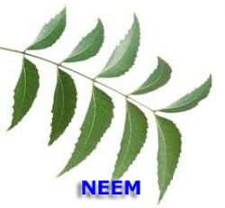 neem tea