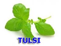 Tulsi Oil