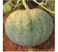 Hybrid Pumpkin Seeds