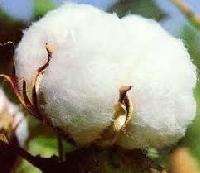 Cotton Bales