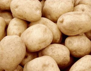 Fl Potato