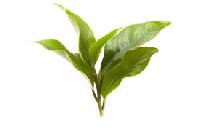 Green Leaf Tea