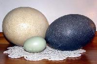 Emu Egg Shell