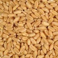 Wheat Seeds