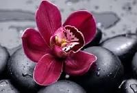 Orchid Flower