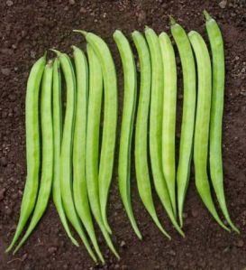 Cluster Bean Seeds