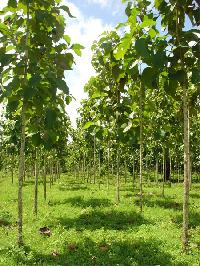 Teak Plants