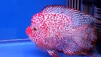 Ornamental Fish