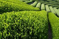 Green Tea Extract 90%