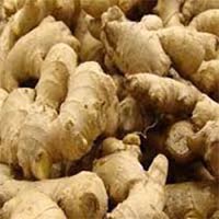 Fresh Indian Ginger