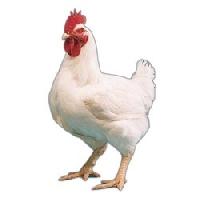 Broiler Chicken