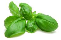 Basil Leaf, Basil Leaves, Mint Leaf, Mint Leaves