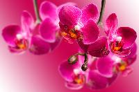 Orchid Flower