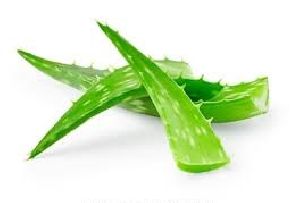 Aloe Vera Leaf