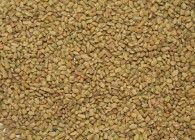 Fenugreek Seed