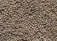 Sorghum