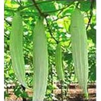 Snake Gourd, Vegetables