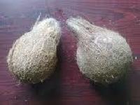 Indian Fresh Pollachi Coconut